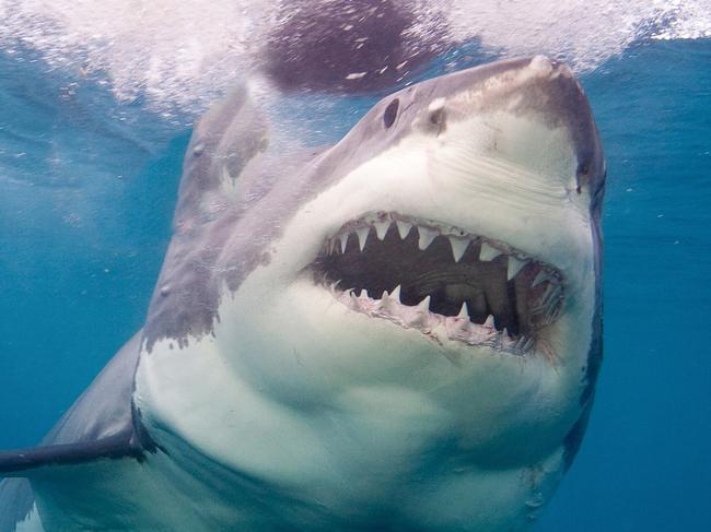 Neptune Island,Australia, Great White Shark