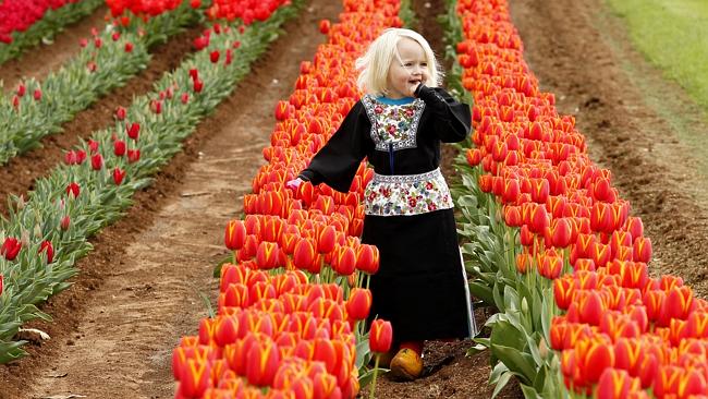 Visitors to Tesselaar’s Tulip Festival hit with parking fines after ...