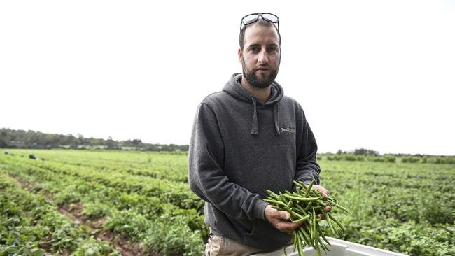 Green thumb: Kane Busch sorts through green beans grown on his family’s Busch Organics farm. Picture: Dannika Bonser