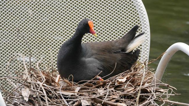 Photograph showing the abundant bird life at Black Swan Lake as it is about to be filled in. Picture: Ric Allport