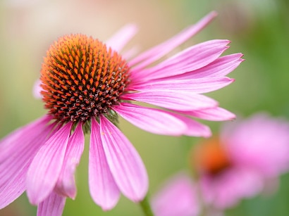 Flower bed of Purple Echinacea (coneflower).