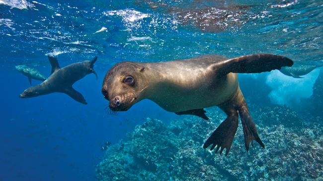 A Galapagos sea lion (Zalophus wollebaeki) at Champion Islet near Floreana Island in the Galapagos Island Archipeligo, Ecuador. Picture: File