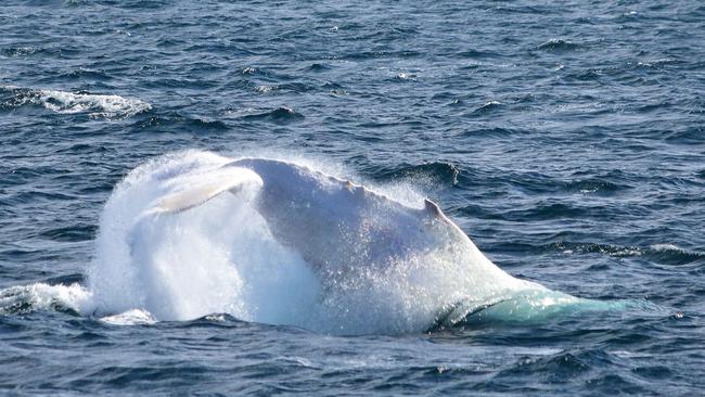 Migaloo is a popular sight on the Coast.