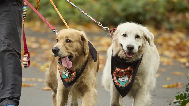 Million Paws Walk at Adelaide Botanic Gardens. Picture: Matt Loxton