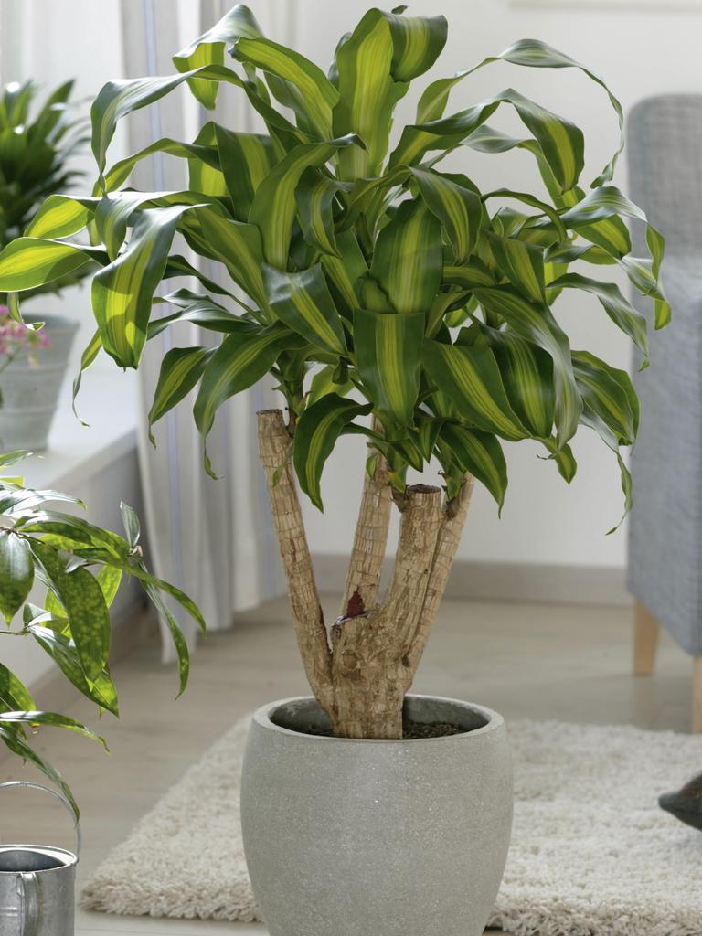 Best indoor plants: What plant should you grow? | The Advertiser