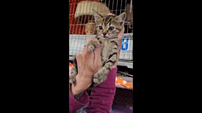Kitten Survives Four Hour Car Journey Geelong Advertiser 