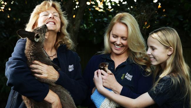 Sydney Wildlife have started a campaign to fundraise for an ambulance after a high number of roadkill recently. Picture: Braden Fastier