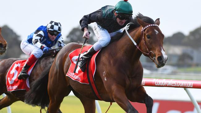 Mount Kilcoy breaks through for his first win at Sandown last month. Picture: Getty Images