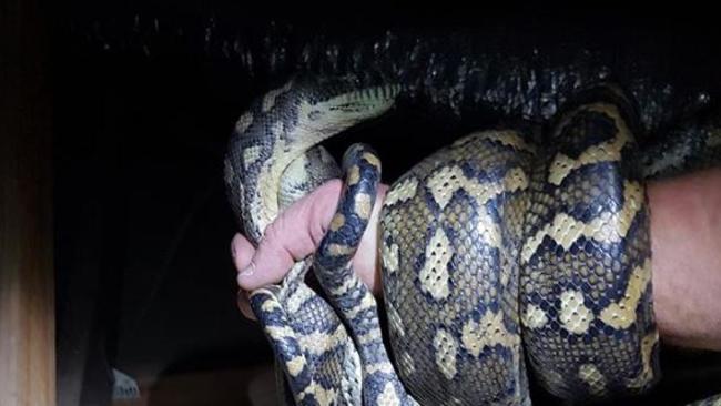 Gold Coast and Brisbane snake catchers Tony and Brooke nab a python. Photo: Facebook