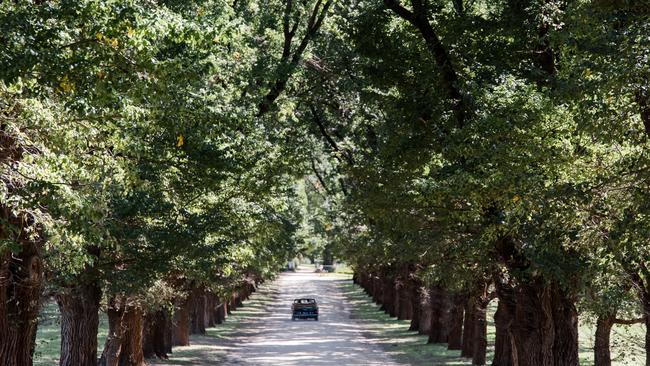 ‘There’s just something about driving down that entrance that I never take for granted,’ Eliza Brown says. Picture: Georgie James Photography