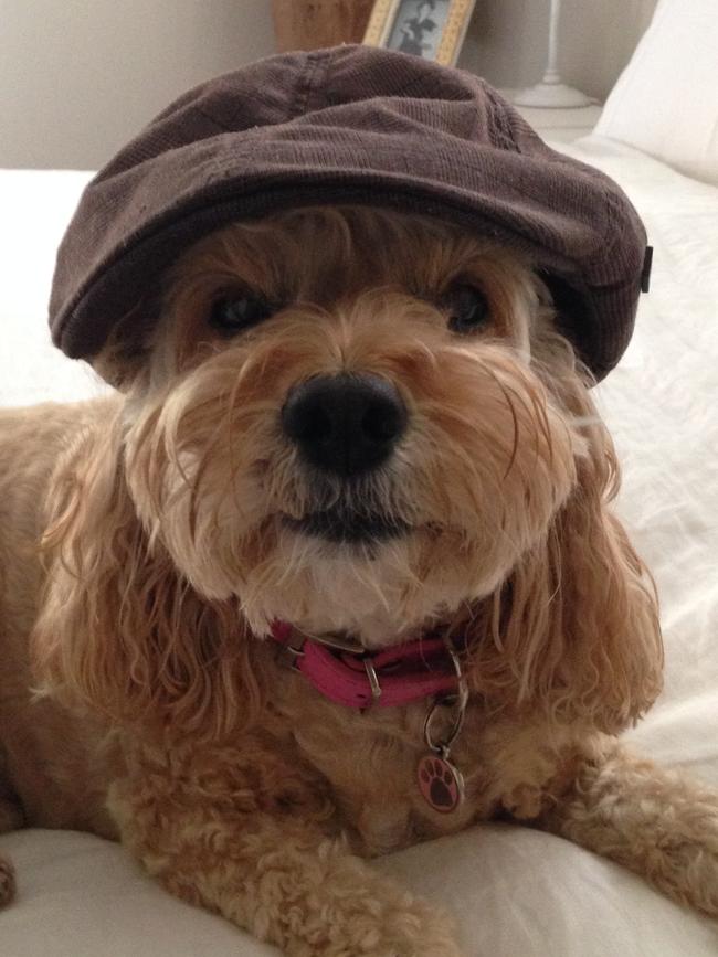 Georgia: Hat trick ... Georgia is a 10-year-old spoodle who loves to play dress-ups.