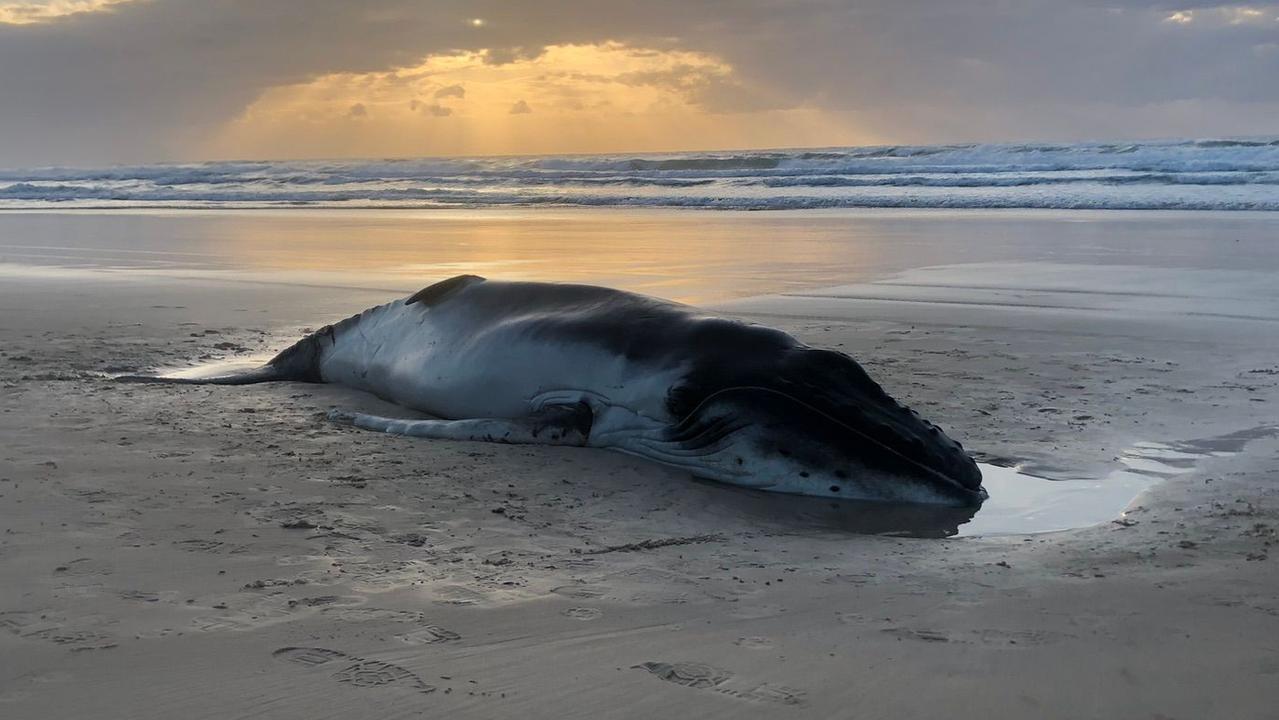 Whale calf euthanised at holiday hotspot