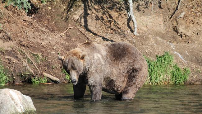 Otis, winner of this year’s Fat Bear Week competition in Alaska. Picture: C Spencer/National Park Service