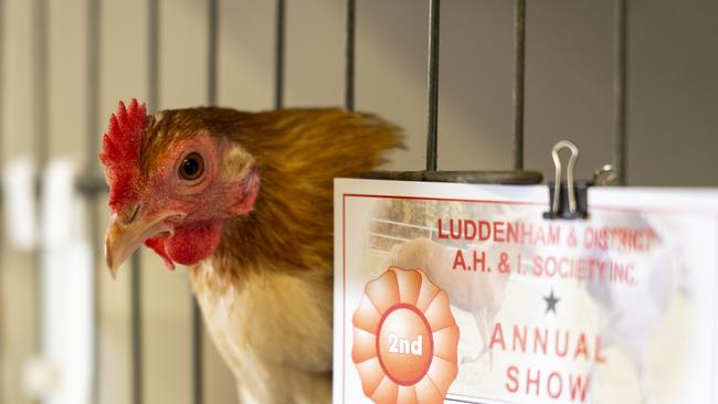 A winning chicken. Picture: AAP/Matthew Vasilescu