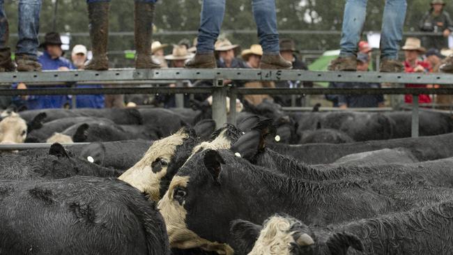 Buyers place their bids at the rail. Picture: Zoe Phillips