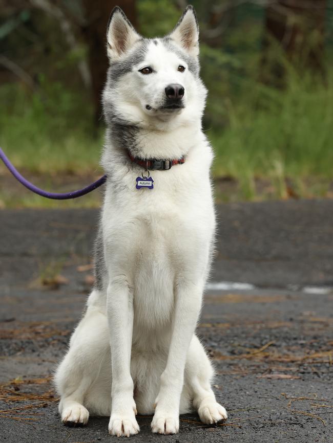 Autumn, Husky, in care since 2021, at Doggie Rescue. Picture: Jonathan Ng