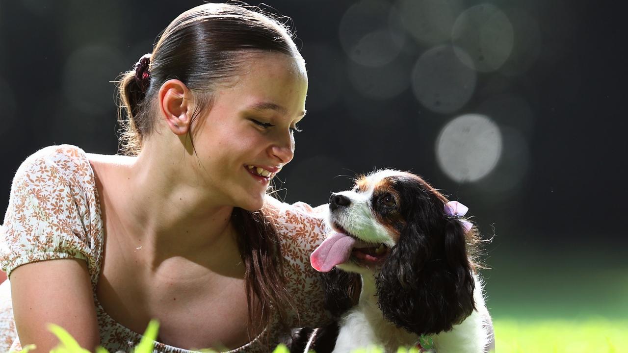 King Charles Cavalier Rosie has been voted Far North Queensland's cutest dog by Cairns Post readers. Rosie gets some love from her owner, 11 year old Ruby Campbell. Picture: Brendan Radke