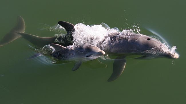 Tallula with his mother, Wave. Picture: Barbara Saberton.