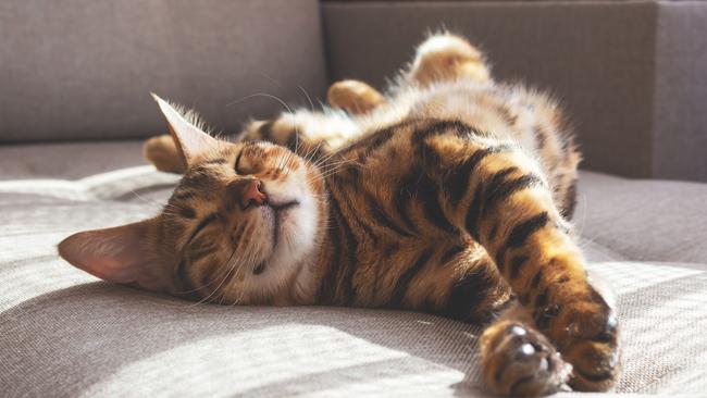 We’re on the hunt for Victoria’s cutest cat. Picture: iStock