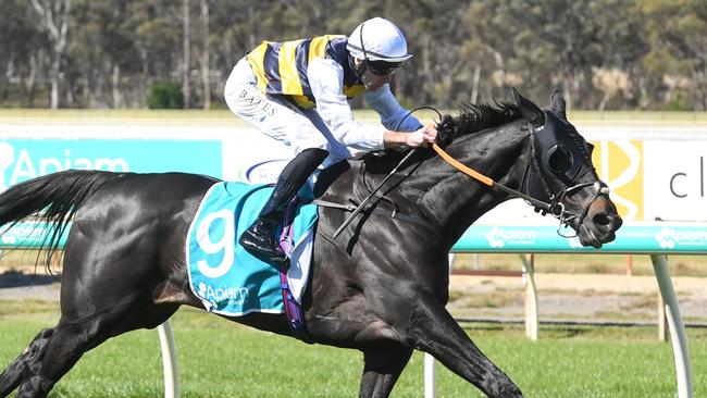 Sea King (GB) ridden by Declan Bates wins the Apiam Bendigo Cup at Bendigo Racecourse on October 30, 2024 in Bendigo, Australia. (Photo by Brett Holburt/Racing Photos via Getty Images)