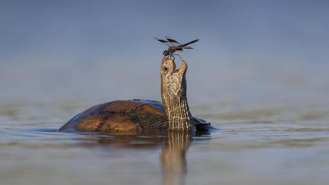 A turtle is enchanted by a visiting dragonfly in Tel Aviv, Israel. Picture: Tzahi Finkelstein