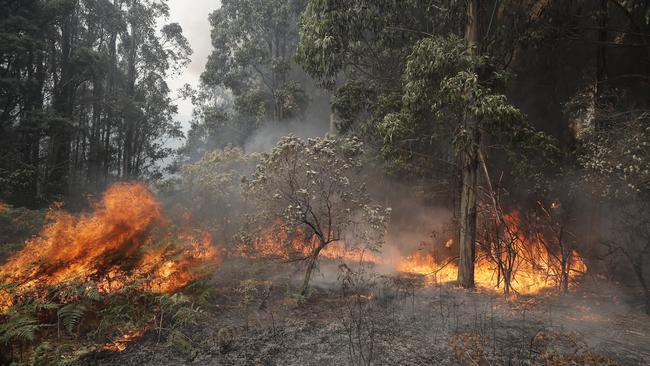 TFS crews conduct a controlled burn in Donnellys Rd, Geeveston to protect a house. Picture: RICHARD JUPE