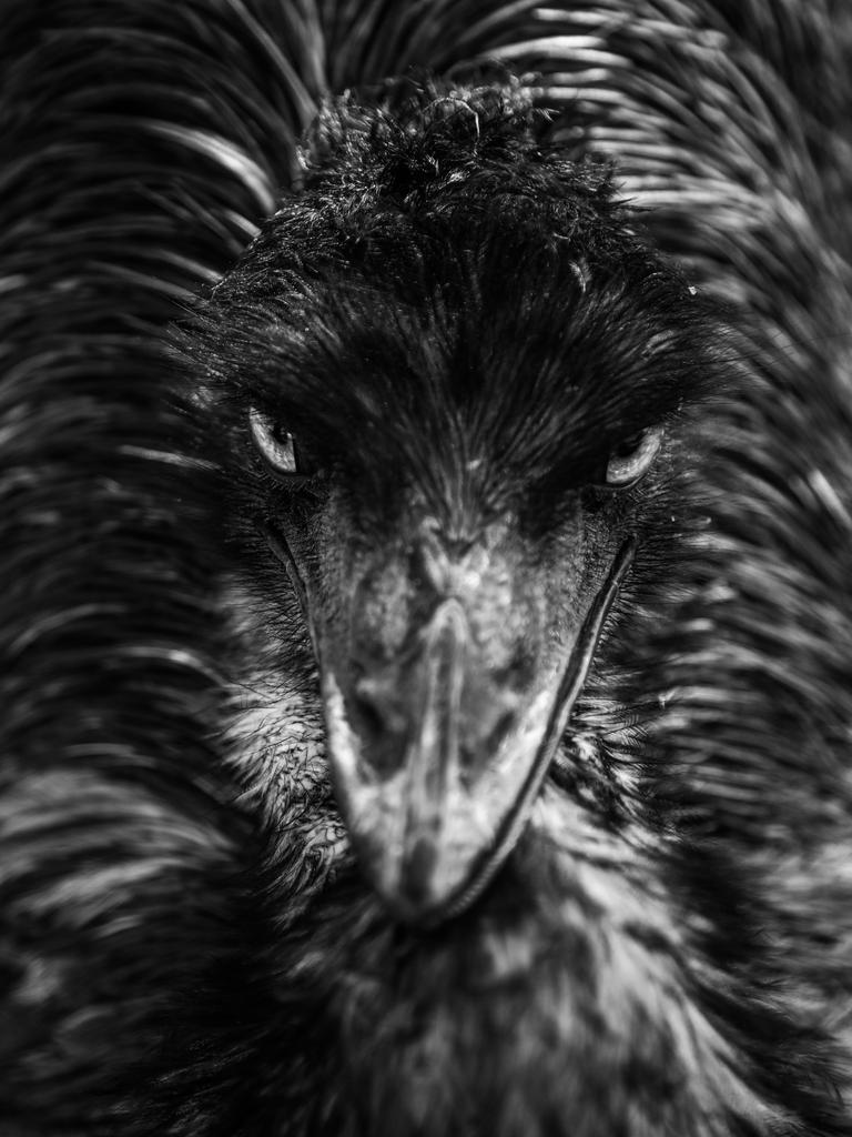 Head on. Steve Irwin’s 13-year-old son Robert demonstrates an exceptional talent behind the lens with a series of candid and close-up images of wildlife in their natural habitats. Picture: Robert Irwin