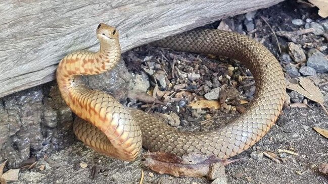 Eastern brown snakes are the deadliest in Australia. Picture: Instagram