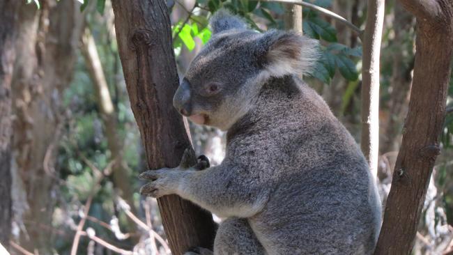 A cute koala on the Gold Coast. Photo: Kristy Muir