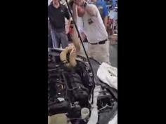 Boa constrictor removed from hood of car