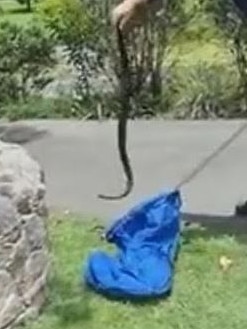 A snake catcher in the process of relocating a heavily pregnant Red-bellied black snake