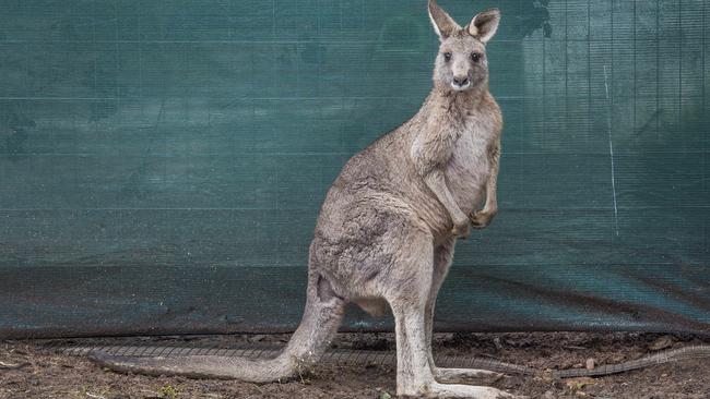 A Kangaroo who had been shot with arrows is recovering with Manfred Zabinskas in Trentham East. Picture: Rob Leeson.