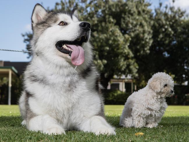 Dogs SA - Alaskan Malamute and Bolognese.new research on the lifespan of dogs and why larger dogs don't live as long as smaller ones. Jo Heard with her Alaskan Malamute and Brian Parker with his Bolognese Rosie at Dogs SA in Kilburn, 7 April, 2023. Picture Simon Cross