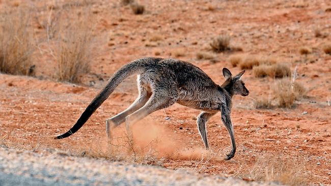 A kangaroo on the highway north of Broken Hill, weakened by the drought, can barely stand. Picture: Tom Huntley