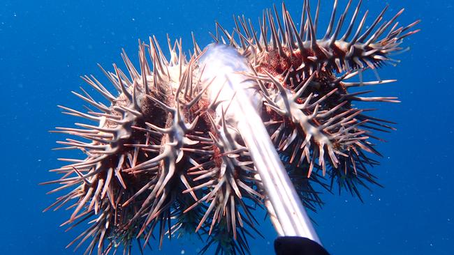 An adult crown-of-thorns starfish can consume up to 10m2 of coral each year. Picture: Supplied