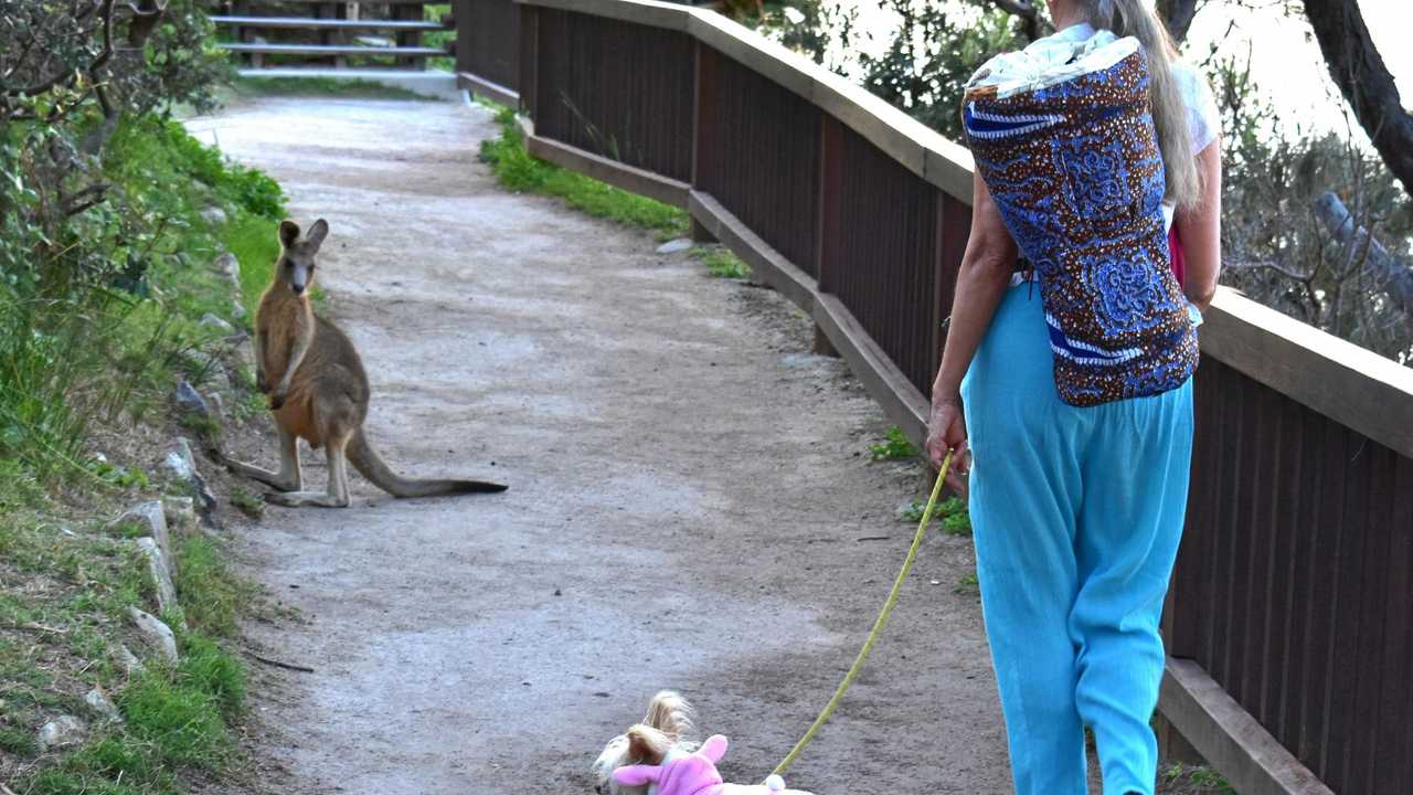 Cynthia Hoogstraten takes a stroll with her pooch and meets a wild friend. Picture: Contributed