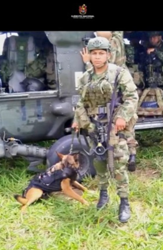 Wilson, a sniffer dog credited with helping rescue four children lost in the Amazon jungle, is missing. Picture: Colombia Army/Twitter