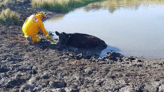 A cow is rescued from an Aspendale Gardens dam.