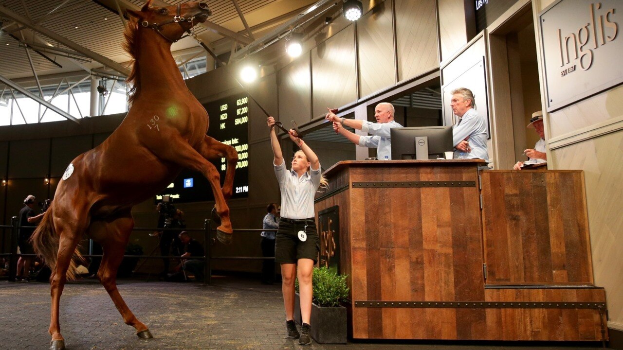 Inglis Yearling Sale showed a 'special draft of horses'