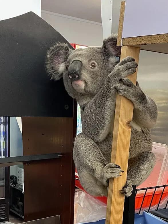 The lost marsupial was picked up by a koala hospital representative in good health. Pic supplied