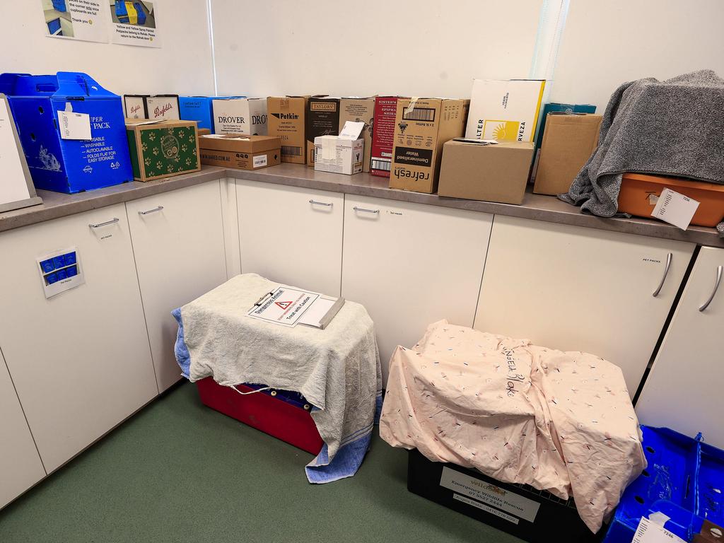 Boxes of injured animals mount up in the triage section of Currumbin Wildlife Hospital in southeast Queensland, which has also reopened after Cyclone Alfred. Both hospitals are seeing a surge in wildlife patients affected by the wild weather event. Picture: Adam Head