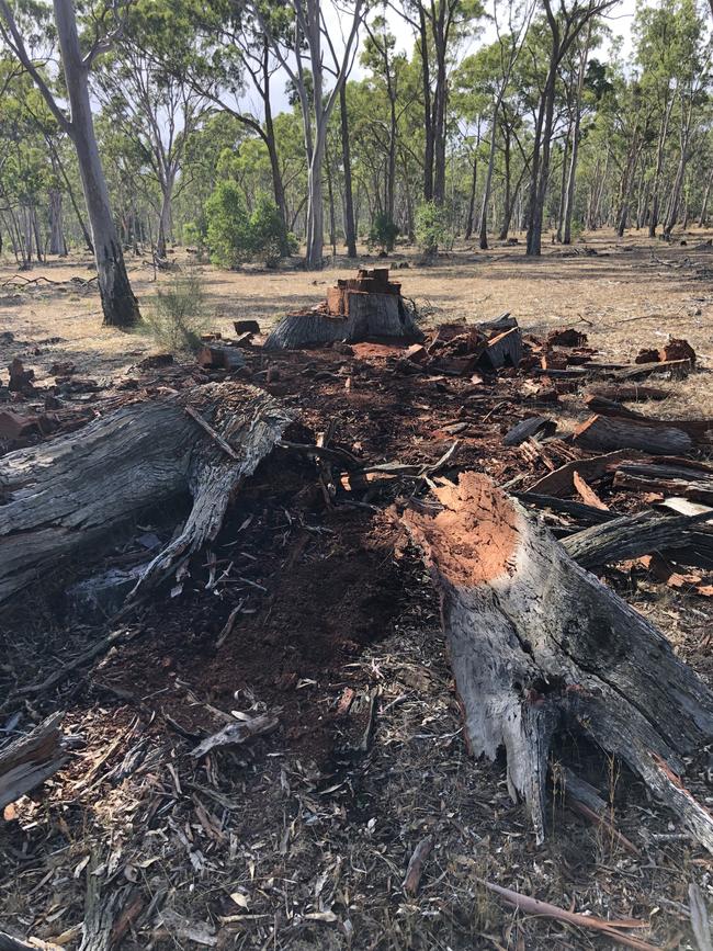 The red gum tree over 300 years old was illegally felled in the Woohlpooer State Forest. Picture: Supplied