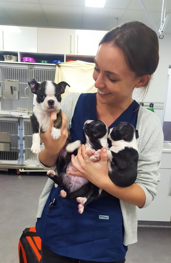 Brisbane veterinarian Dr Kate Bruce. Picture: Kate Bruce