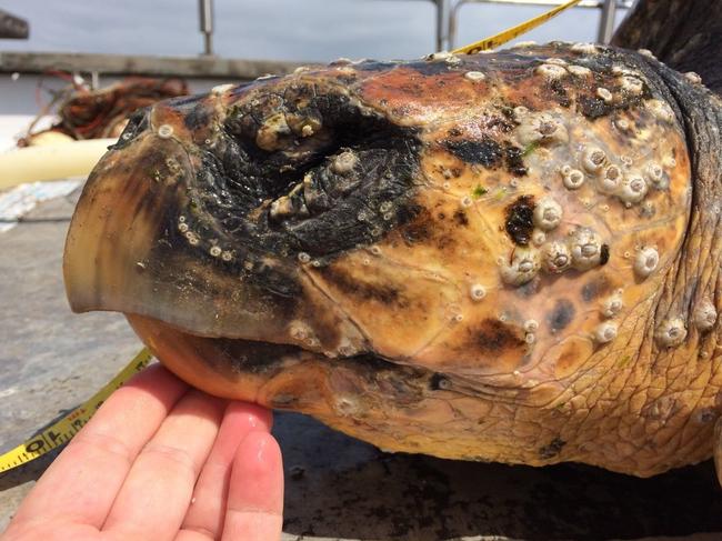 A dead turtle found caught in a shark net of a Sydney beach. Picture: Humane Society International (Australia)