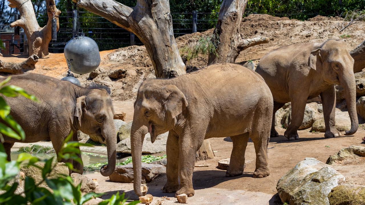 A third adorable baby elephant calf was just born at Melbourne Zoo