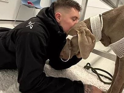 Man sets up GoFundMe for $35k vet bill