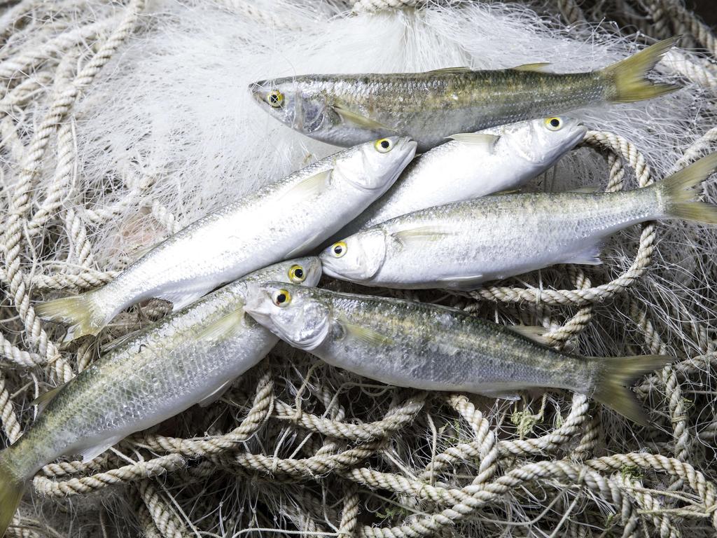 Eyes on the prize: mullet from the Coorong.