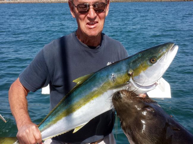 This Sunday, April 5, 2015 photo by Trish Carlin shows Dan Carlin holding a recently-caught yellowtail at the moment a sea lion leaped up to grab the fish - and him - at Mission Bay in San Diego. Carlin, of San Diego, is still recovering more than three weeks after a sea lion leaped 7 feet from the water, locked onto his hand holding the fish and then yanked him overboard. Carlin told The Associated Press on Wednesday, April 29, 2015 that his wife, Trish, had just told him to smile for the photo on their 29-foot boat when he was pulled overboard, smashed into the boat’s side and then dragged some 20 feet underwater before being released more than 15 seconds later. (Trish Carlin via AP)