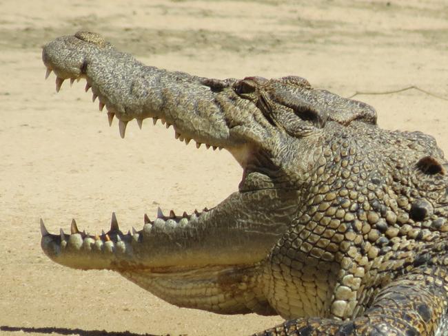 Kakadu East Alligator River saltwater crocodile.