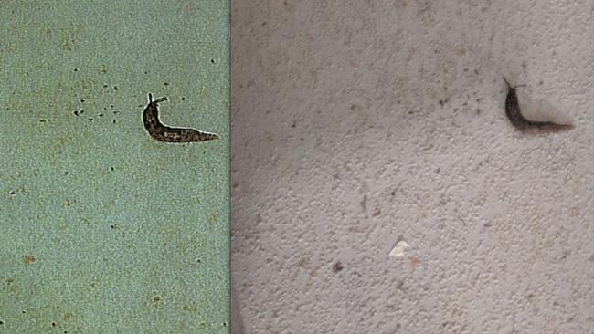 A version of the photo showing a slug found in the iCook Foods factory in Dandenong that was sent to the owners, beside the original photo, right, taken during a health inspection.